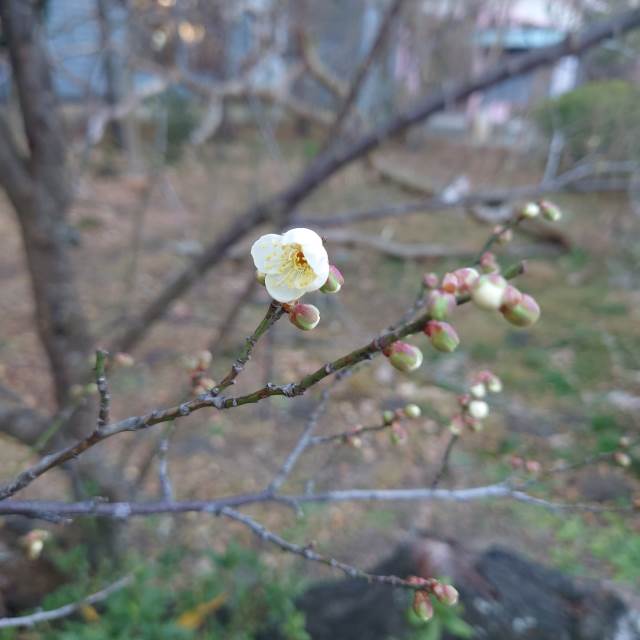 可憐なお花はこころを満たして、おいしい食事はおなかを満たす