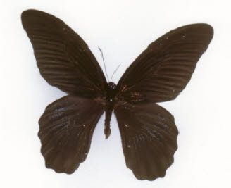 ナガサキアゲハ　特異な型　singkep産 知恵の輪-ナガサキアゲハ