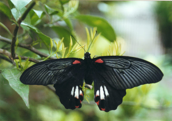 ナガサキアゲハ　特異な型　singkep産 ナガサキアゲハ 特異な型 singkep産 2025年最新】ナガサキアゲハ