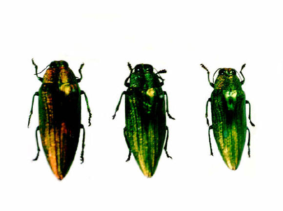 知恵の輪-ツヤスジミドリコガネタマムシ🐞外