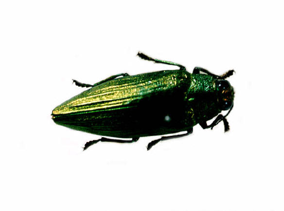知恵の輪-ツヤムシミドリコガネタマムシ🐞外