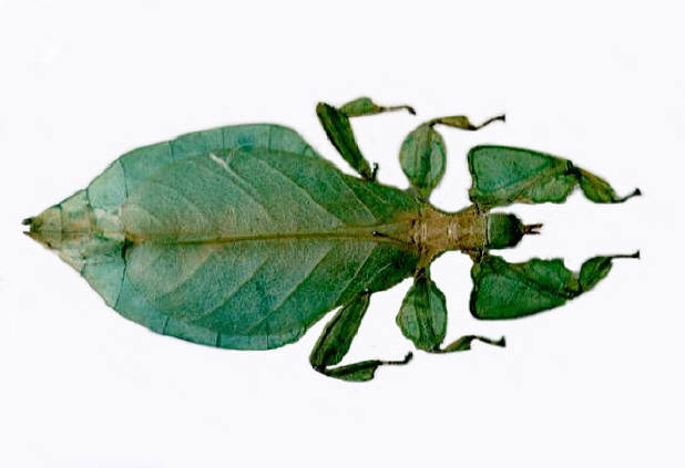 マレーシア産コノハムシ雌107mm