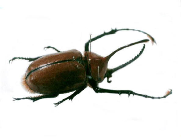 知恵の輪-ノコギリタテヅノカブト🐞外