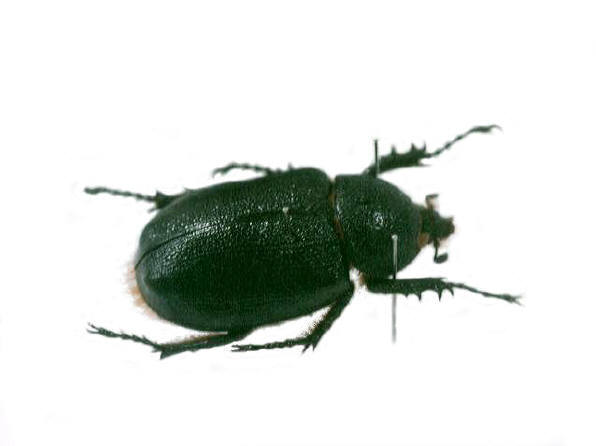 知恵の輪-ノコギリタテヅノカブト🐞外