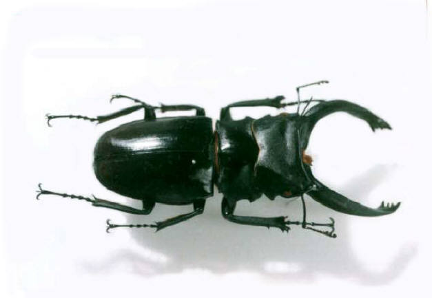 アルケスツヤクワガタ 標本 知恵の輪-アルケスツヤクワガタ🐞外○