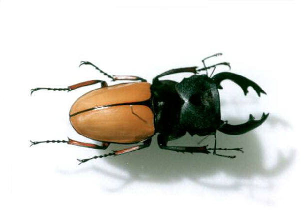 フェモラリスツヤクワガタ 標本 知恵の輪-フェモラリスツヤクワガタ🐞外