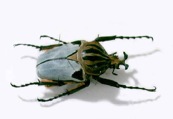 カタモンオオツノハナムグリ標本 カタモンオオツノハナムグリ