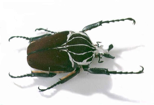 ゴライアスカシクス（オオサマゴライアス、オス） （ゴライアス