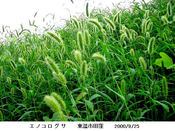 知恵の輪-愛媛の植物図鑑・エノコログサ