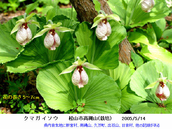 イ*ス様 山野草・野生蘭(神奈川県産・クマガイソウ④) イ*ス様 山野草・野生蘭(神奈川県産・クマガイソウ④) 島根県邑南