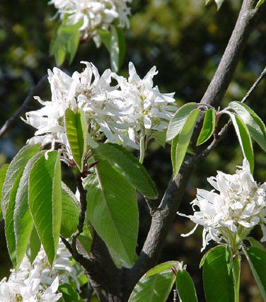 知恵の輪-愛媛の植物図鑑・ザイフリボク