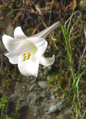 知恵の輪-愛媛の植物図鑑・タカサゴユリ
