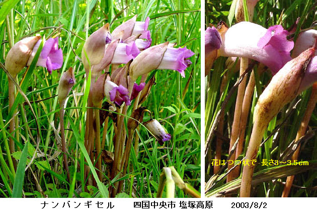 知恵の輪-愛媛の植物図鑑・ナンバンギセル