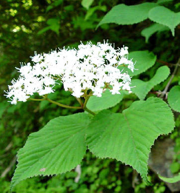 知恵の輪-愛媛の植物図鑑・ミヤマガマズミ
