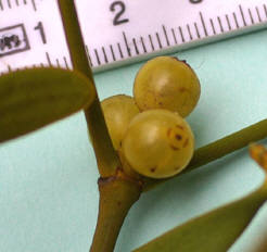 知恵の輪-愛媛の植物図鑑・ヤドリギ