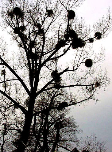知恵の輪-愛媛の植物図鑑・ヤドリギ