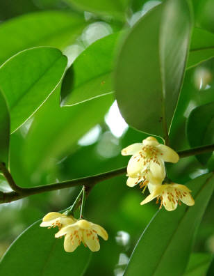 知恵の輪-愛媛の植物図鑑・サカキ 知恵の輪-愛媛の植物図鑑・サカキ