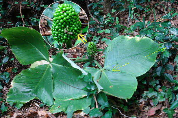 知恵の輪-愛媛の植物図鑑・ムサシアブミ