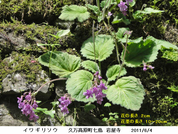 速達】希少 赤斑紫人字 山野草 ジンジソウ 人字草 イワタバコ