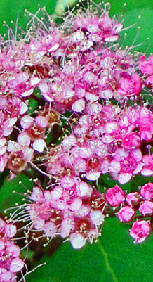 知恵の輪-愛媛の植物図鑑・シモツケ 知恵の輪-愛媛の植物図鑑・シモツケ