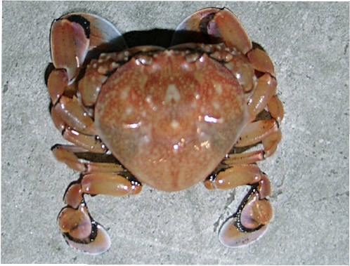 知恵の輪-カニ （キンセンガニ）