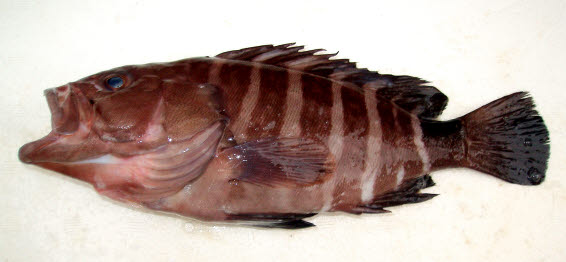 東シナ海・黄海のさかな 東シナ海・黄海の魚類誌 (水産総合研究センター叢書) | 山田 梅芳 |本