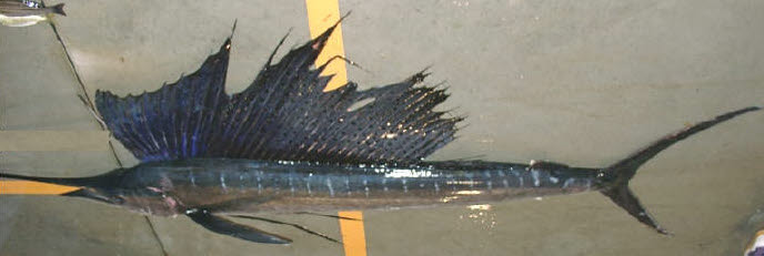 【レア】バショウカジキ幼魚 エタノール標本 口コミ サイト 商品 レア】バショウカジキ幼魚 エタノール標本 標本