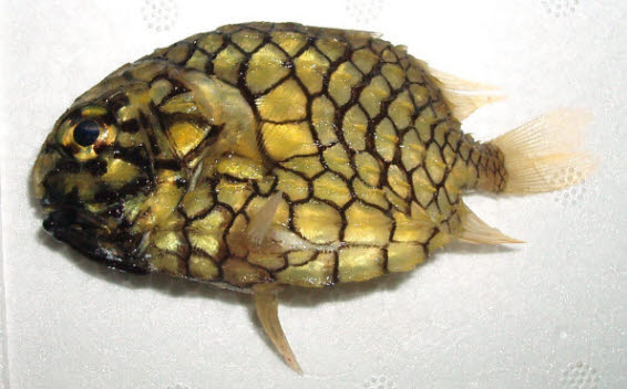 知恵の輪-さかな （マツカサウオ）