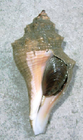 知恵の輪-カ イ （テングニシ）