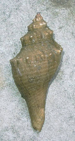 知恵の輪-カ イ （テングニシ）