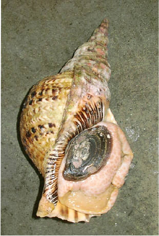 法螺貝 大きな巻貝 茶色とクリーム色のストライプ 法螺貝 大きな巻貝