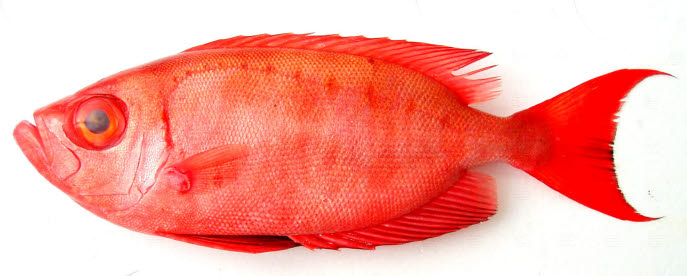 魚 オランダST 白黒 薩摩産 12cm #金魚 #オランダ #ショートテール