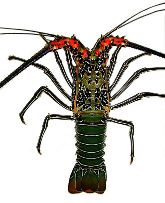 五色海老　剥製 五色海老 剥製 五色海老 剥製