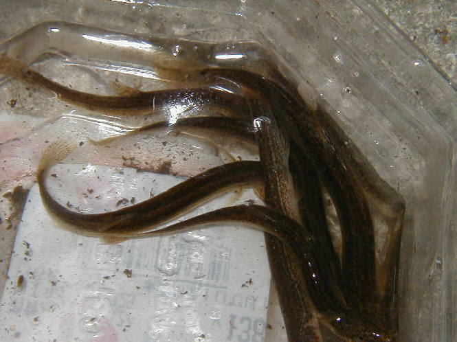 知恵の輪-小川や沼に住む泥鰌(どじょう)🐟