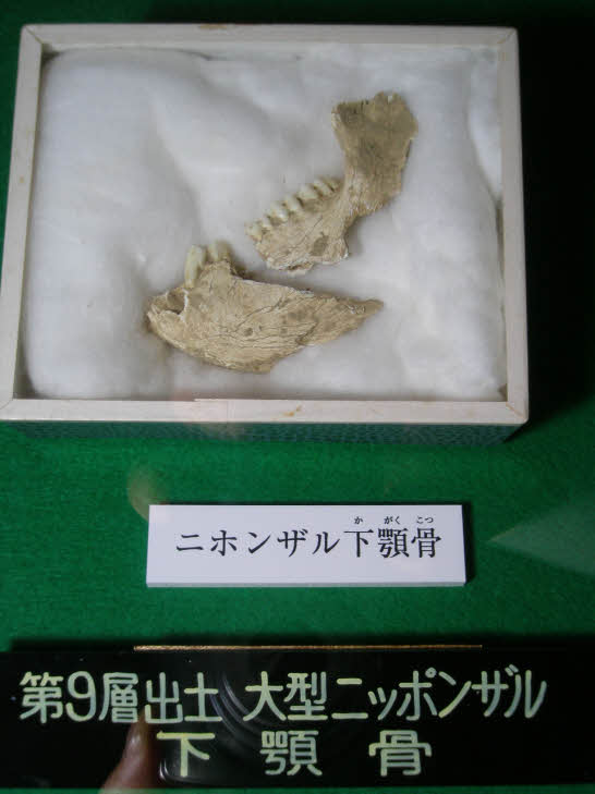【希少】ニホンザルの頭骨（スカル）※下顎無し 故有事: ニホンザル♂とタイワンザル♀の頭骨の違い The