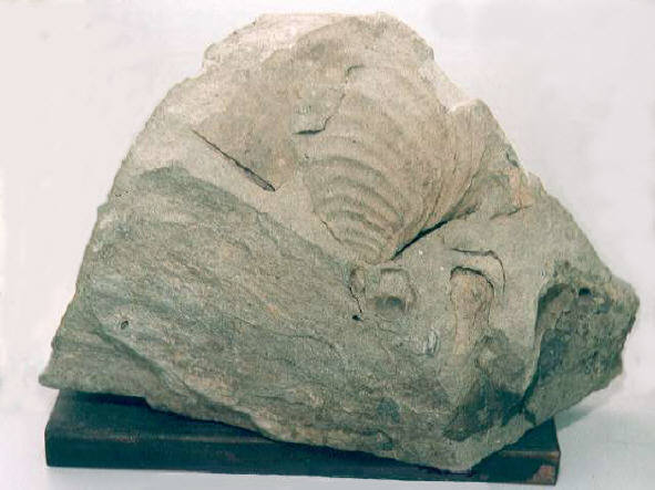 知恵の輪-化石（イノセラムス）1🌐