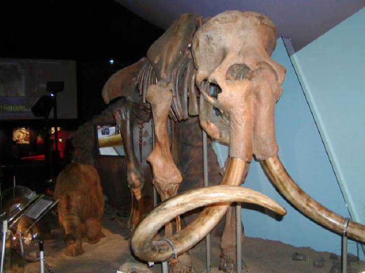 知恵の輪-マンモスの化石1🌐