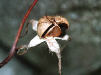 知恵の輪-なんの種や花や実（3）＜あさがおの種です.htm＞