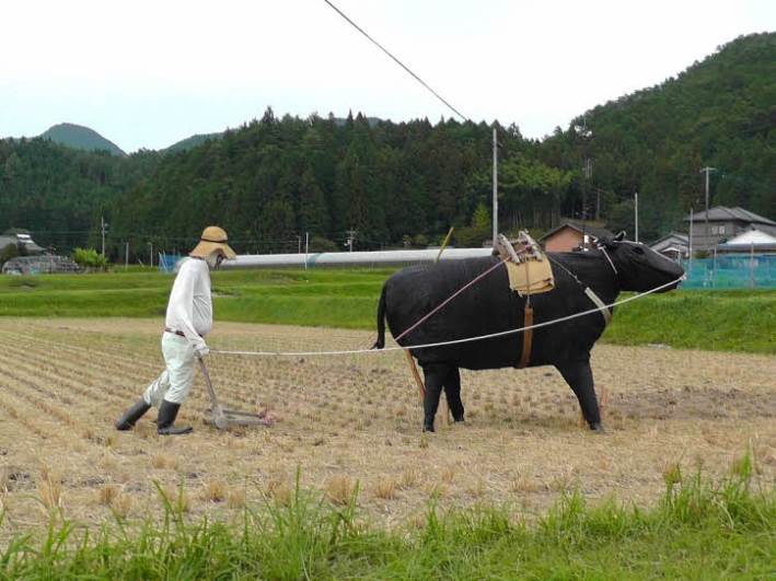 知恵の輪-案山子2・鋤を引く牛👒🌾