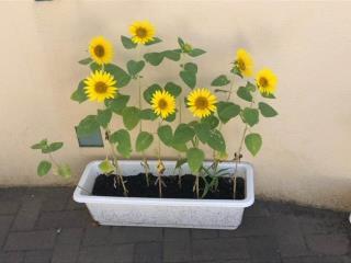 稲城市立南山小学校 ニュース 校長ブログ