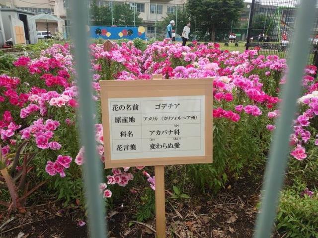 稲城市立稲城第六小学校-ニュース - 学校ニュース -