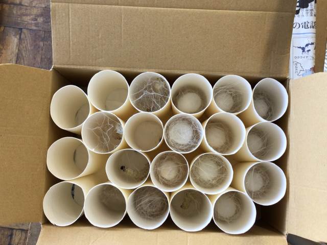 鎌倉市立植木小学校 ニュース 学校の様子