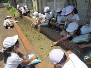 木更津市立八幡台小学校 ニュース 学校の様子