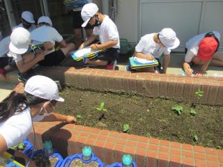 木更津市立八幡台小学校 ニュース 学校の様子