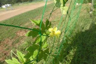 君津市立清和小学校 ニュース 学校の様子