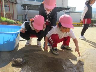 まんのう町立琴南こども園 ニュース 今月のトピックス