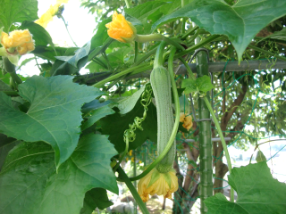 近江八幡市立馬淵小学校 ニュース 学校生活