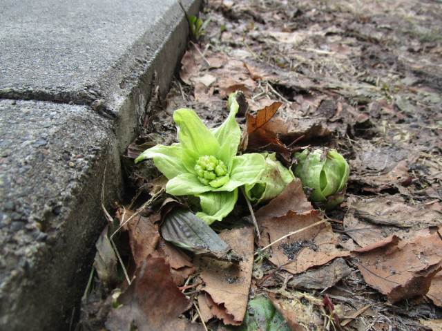 石狩市立南線小学校 ニュース 学校の様子