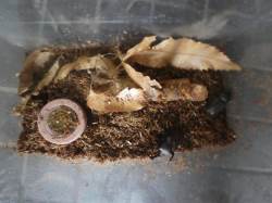 ２１世紀の学校it革命 ブログ0723 カブトムシの飼育に挑戦