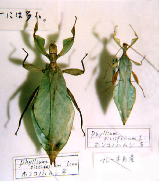 知恵の輪コノハムシ(木の葉虫)5 外